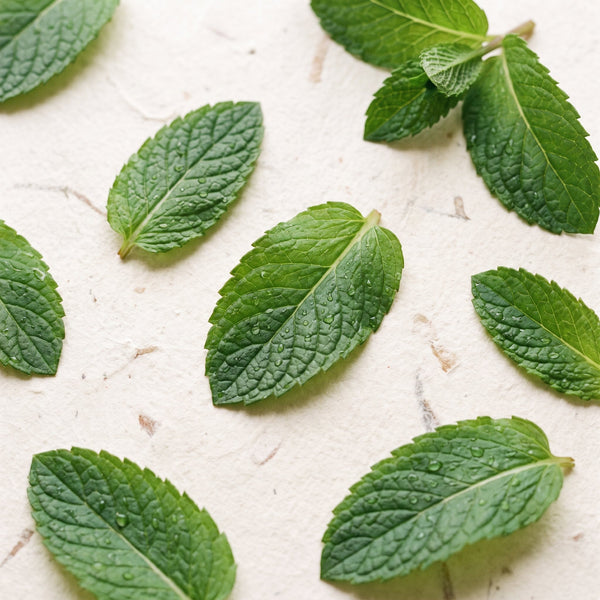 Fresh peppermint and spearmint leaves